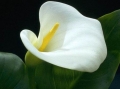 calla lily1